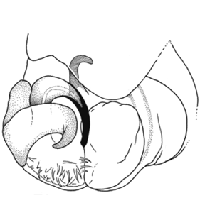 speciesimage