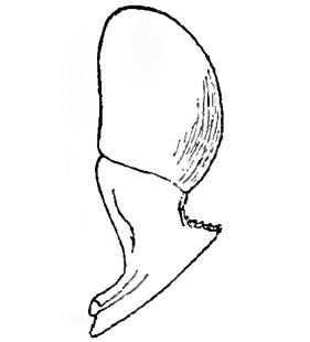 speciesimage