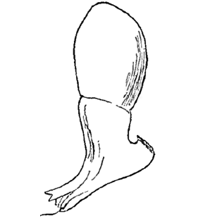 speciesimage