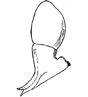 speciesimage