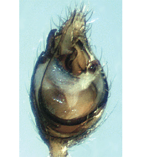 speciesimage