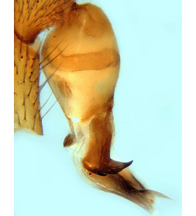 speciesimage