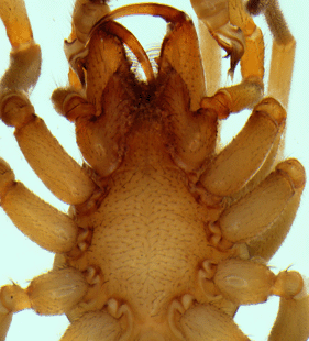 speciesimage