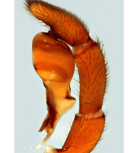 speciesimage