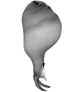 speciesimage