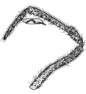 speciesimage