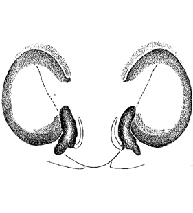speciesimage