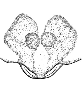 speciesimage