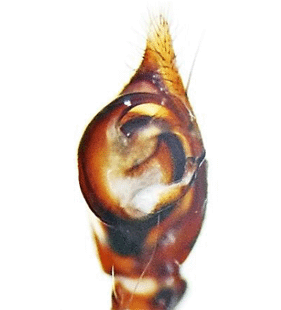speciesimage