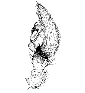 speciesimage