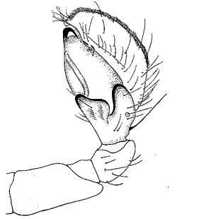 speciesimage