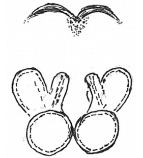 speciesimage
