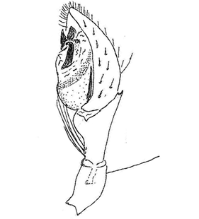 speciesimage