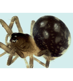 species