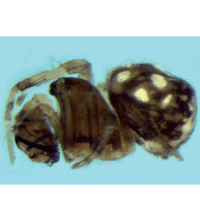 species
