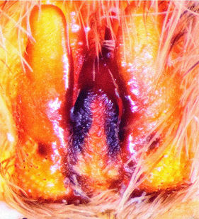 speciesimage