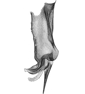 speciesimage