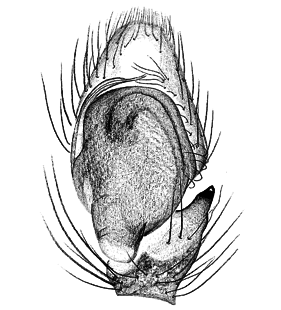 speciesimage