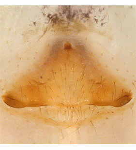speciesimage