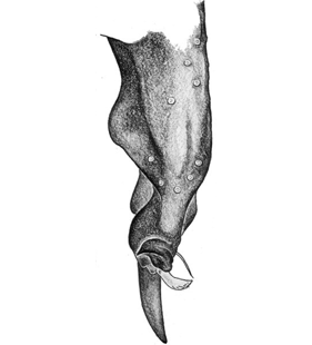 speciesimage