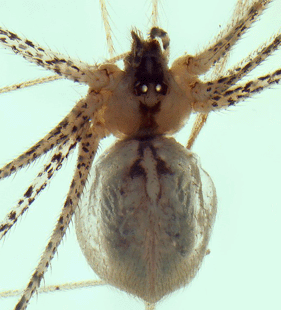 speciesimage