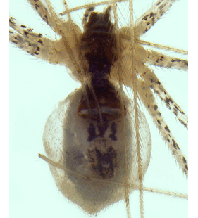 speciesimage