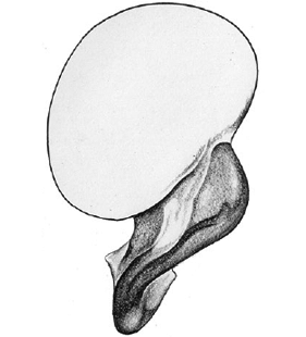 speciesimage