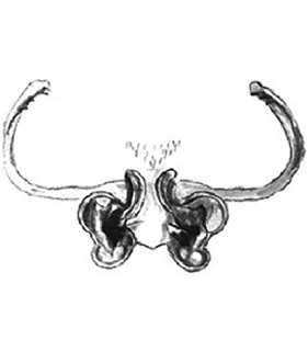 speciesimage