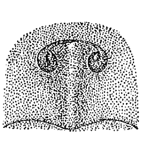 speciesimage