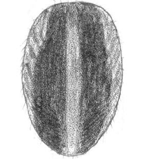speciesimage