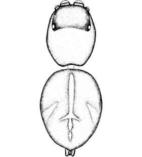 speciesimage