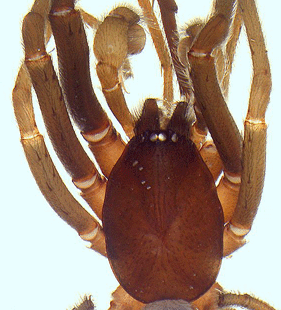 speciesimage