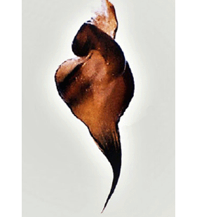 speciesimage