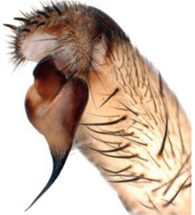 speciesimage