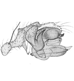 speciesimage