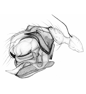 speciesimage