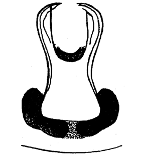 speciesimage