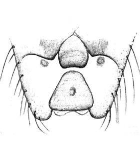 speciesimage