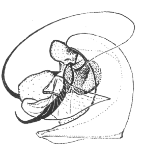 speciesimage
