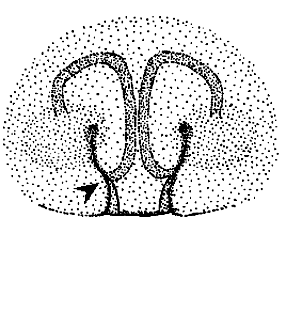 speciesimage
