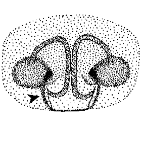 speciesimage