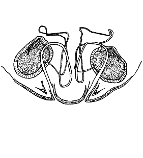 speciesimage