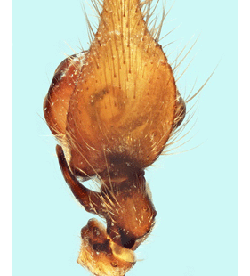 speciesimage