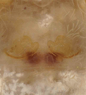 speciesimage