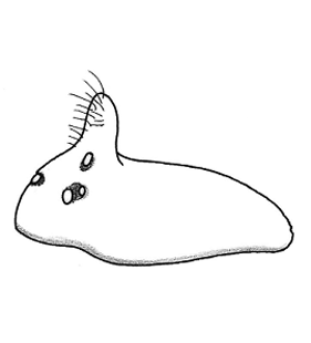 speciesimage