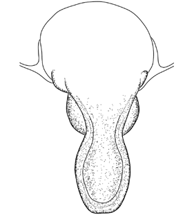 speciesimage