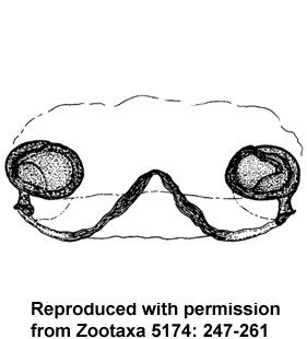 speciesimage