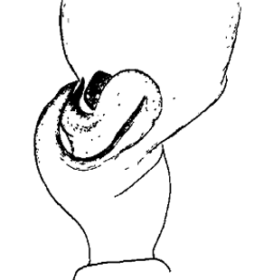 speciesimage