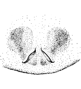 speciesimage
