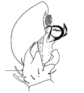 speciesimage